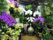 「花の秀花園」　（愛知県名古屋市天白区）の花屋店舗写真2